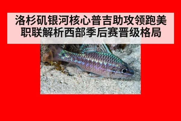 洛杉矶银河核心普吉助攻领跑美职联解析西部季后赛晋级格局